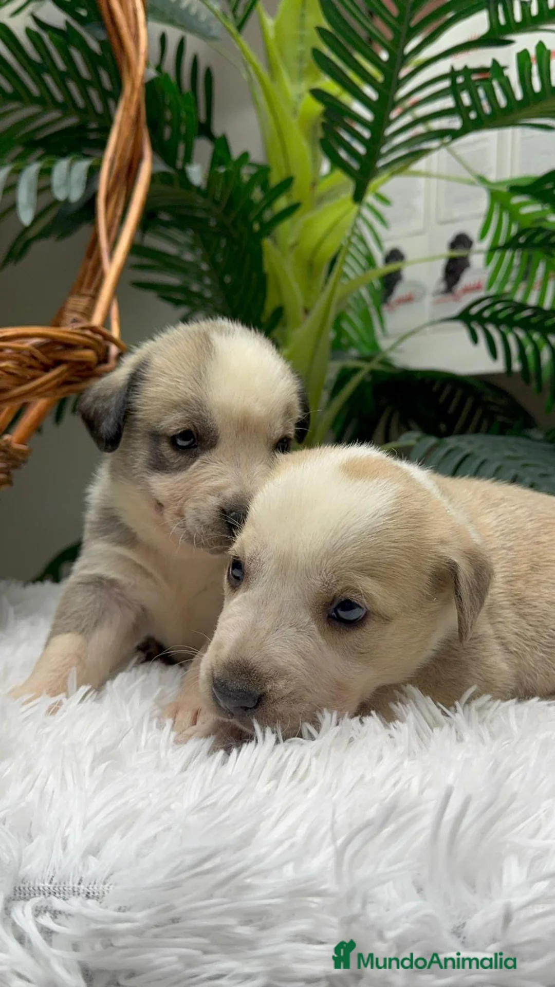 Mastín Español perros en venta: MASTIN ESPAÑOL - Anuncio 6