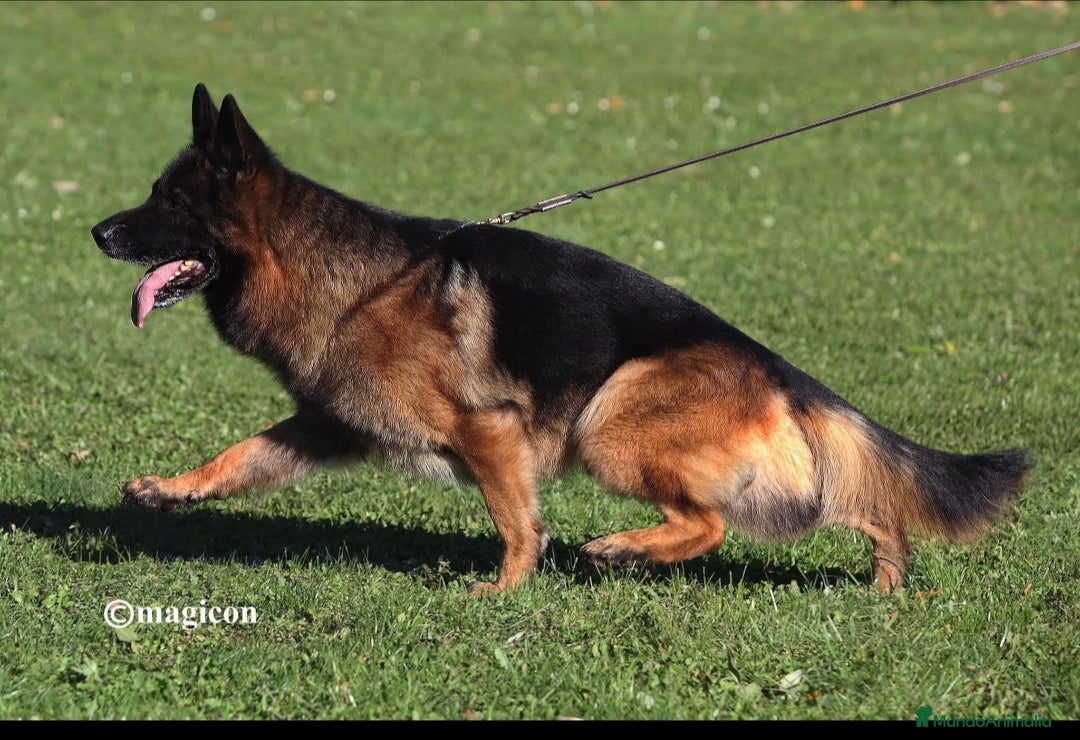 Pastor Alemán perros en venta: ! Próxima camada Pastores Alemanes Competición  - Imagen 8