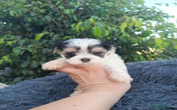 Raza Mixta perros en venta: Cachorritos de malvis - Imagen 1