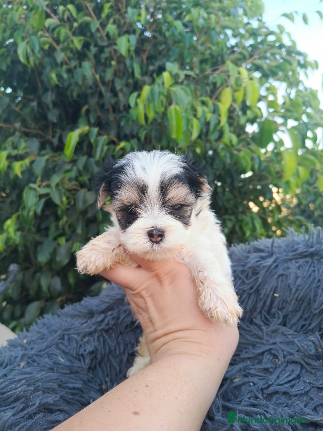 Raza Mixta perros en venta: Cachorritos de malvis - Imagen 1