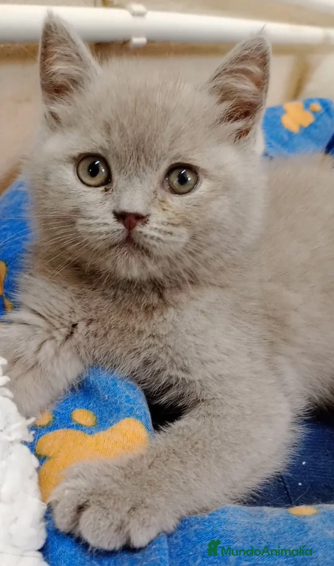 Británico de Pelo Corto gatos en venta: Gatitos british short - Anuncio 4
