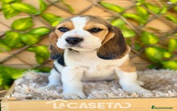 Beagle perros en venta: Camada de Magdalena  - Imagen 3
