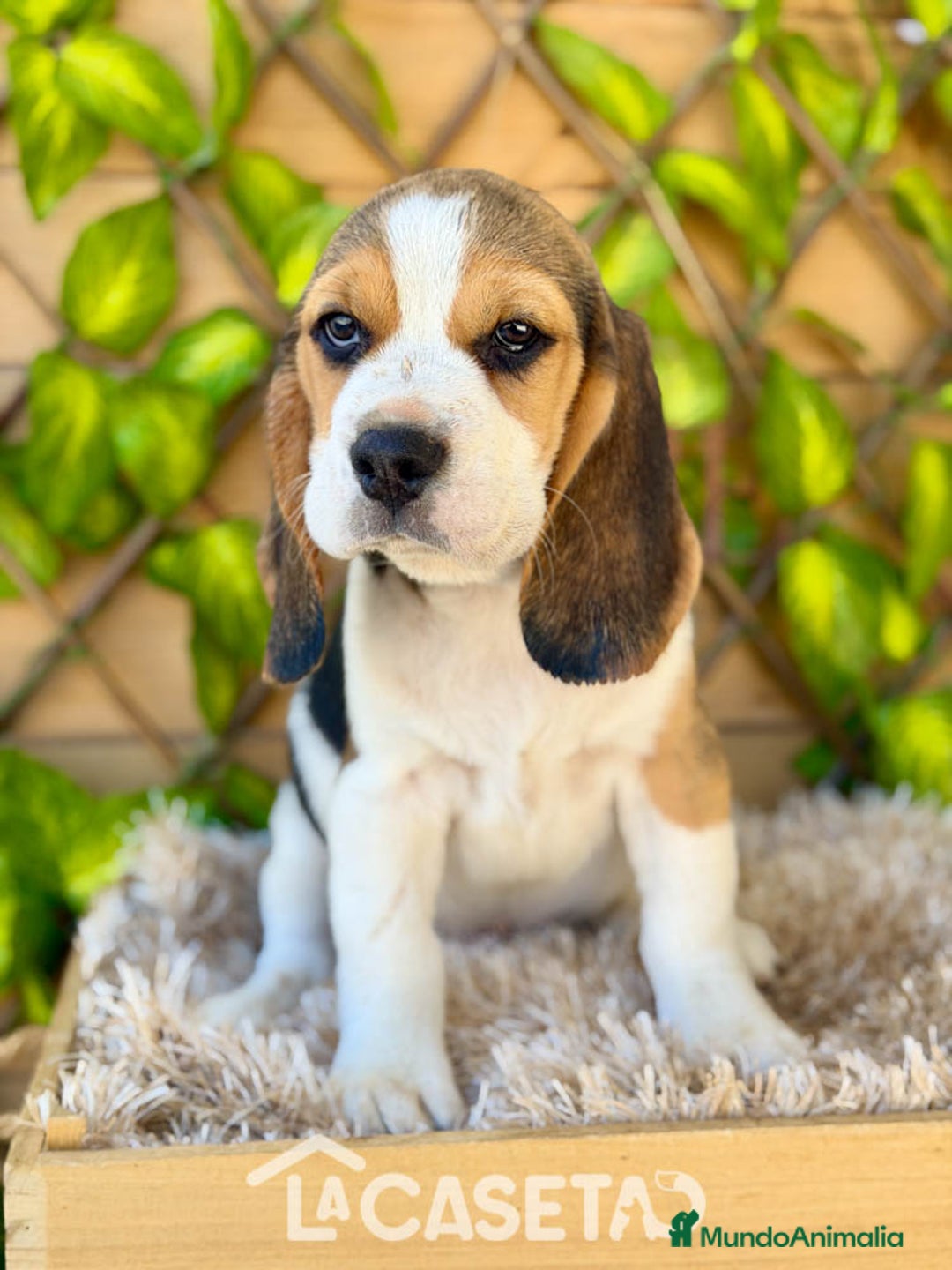 Beagle perros en venta: Camada de Magdalena  - Imagen 3