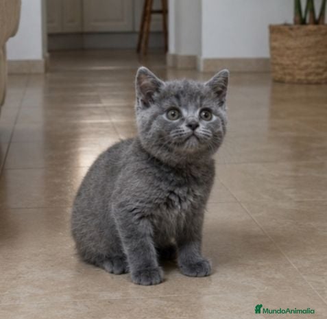 Británico de Pelo Corto Azul gatos British Shorthair  - Anuncio 1
