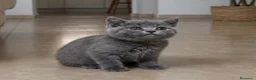 Británico de Pelo Corto Azul gatos en venta: British Shorthair  - Anuncio 1