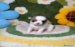 Chihuahua perros en venta: Camada de Chihuahua  - Imagen 3