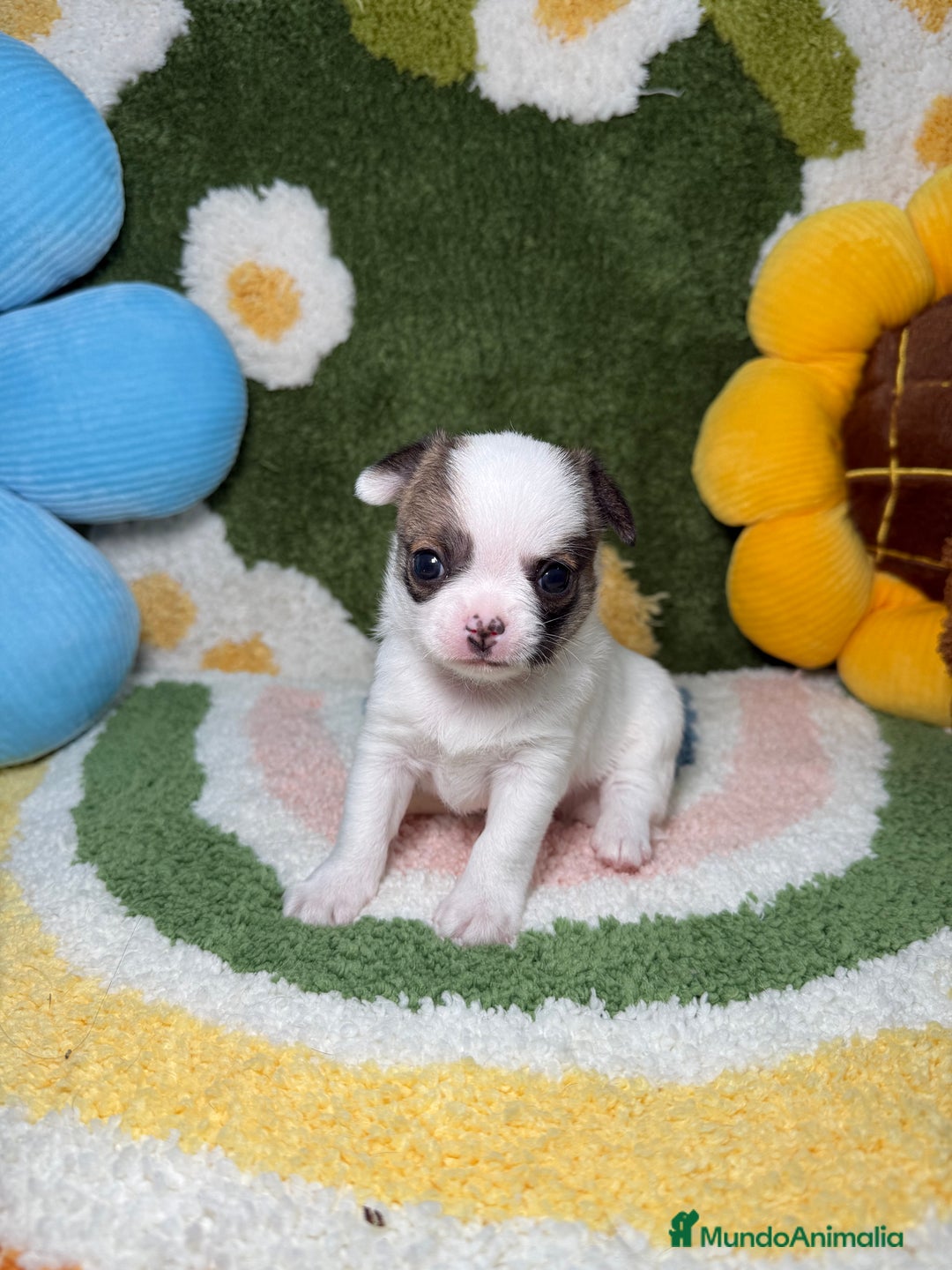 Chihuahua perros en venta: Camada de Chihuahua  - Imagen 3