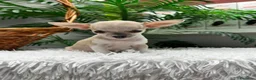 Chihuahua perros en venta: CHIHUAHUA HEMBRA - Anuncio 4