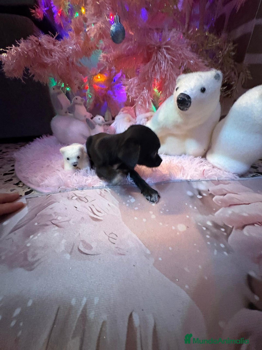 Chihuahua perros en venta: Chihuahua toy negro  - Anuncio 7