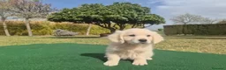 Golden Retriever perros en venta: Golden Retriever - Anuncio 7
