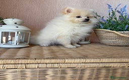Pomerania perros en venta: Pomerania Macho con todas las vacunas!! - Anuncio 8
