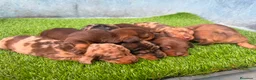 Teckel Miniatura perros en venta: TECKEL MINIATURA - Anuncio 6