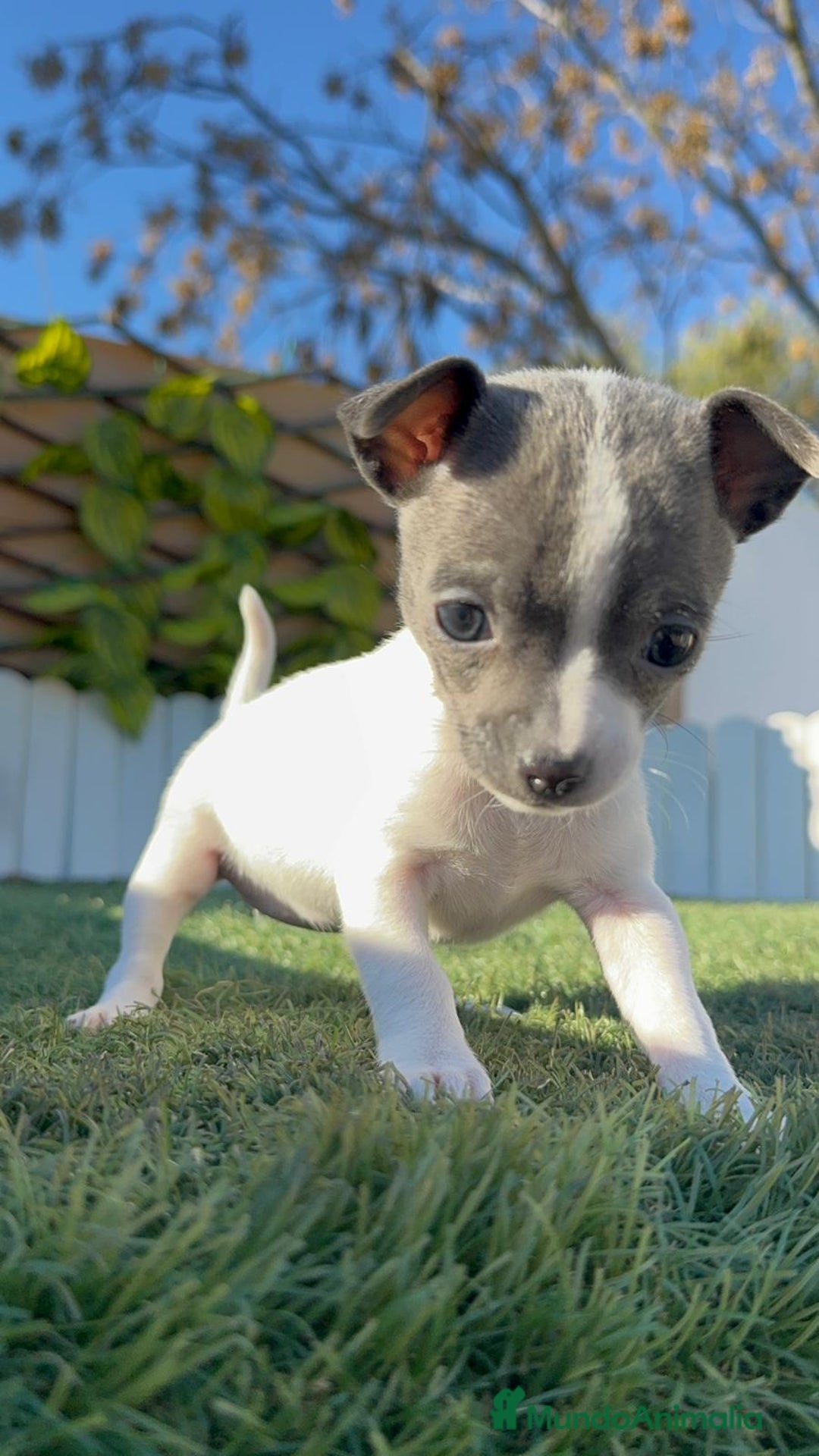 Chihuahua perros en venta: CHIHUAHUA HEMBRA - Anuncio 16