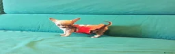 Chihuahua perros en venta: Chihuahuas - Anuncio 4