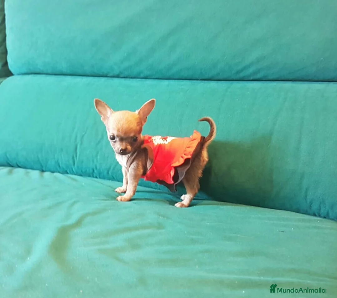 Chihuahua perros en venta: Chihuahuas - Anuncio 4