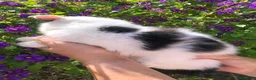Persa gatos en venta: Persa exotico - Anuncio 2