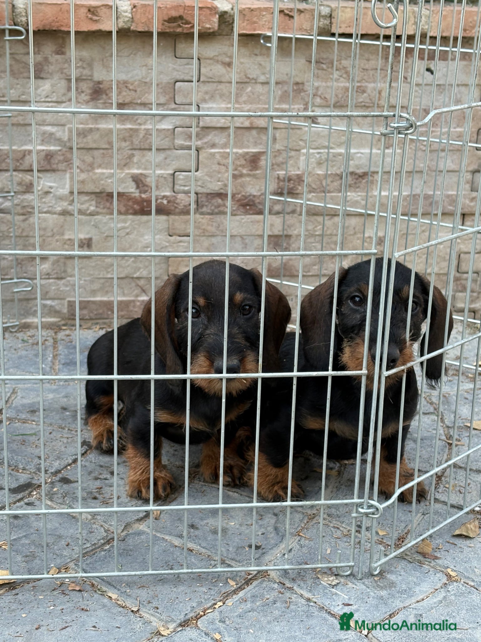 Teckel Miniatura perros en venta: Teckel mini pelo duro  - Anuncio 5