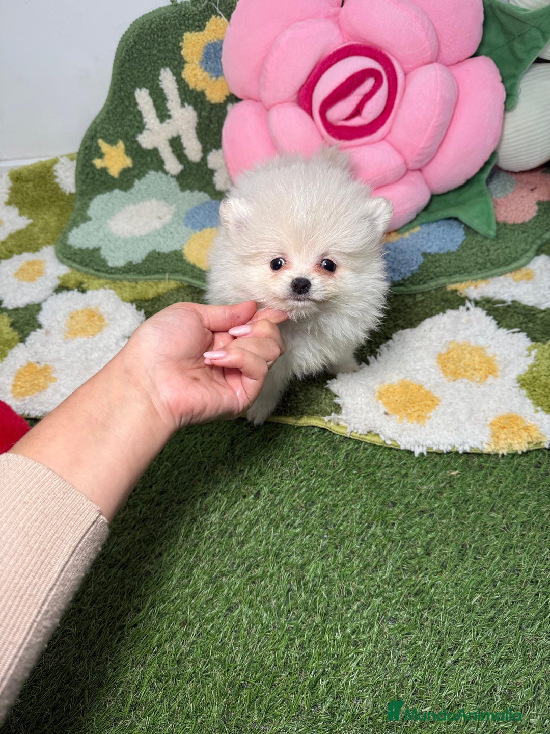 Pomerania perros en venta: Pomerania Hembra Blanca - Anuncio 2