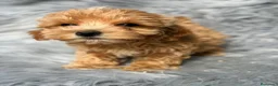Maltipoo perros en venta: Macho maltipoo - Anuncio 3