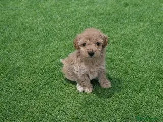 Caniche Enano perros Caniches enanos - Anuncio 1