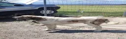 Mastín Español perros en venta: Camada de mastín español🐶🐾 en Madrid - Anuncio 4