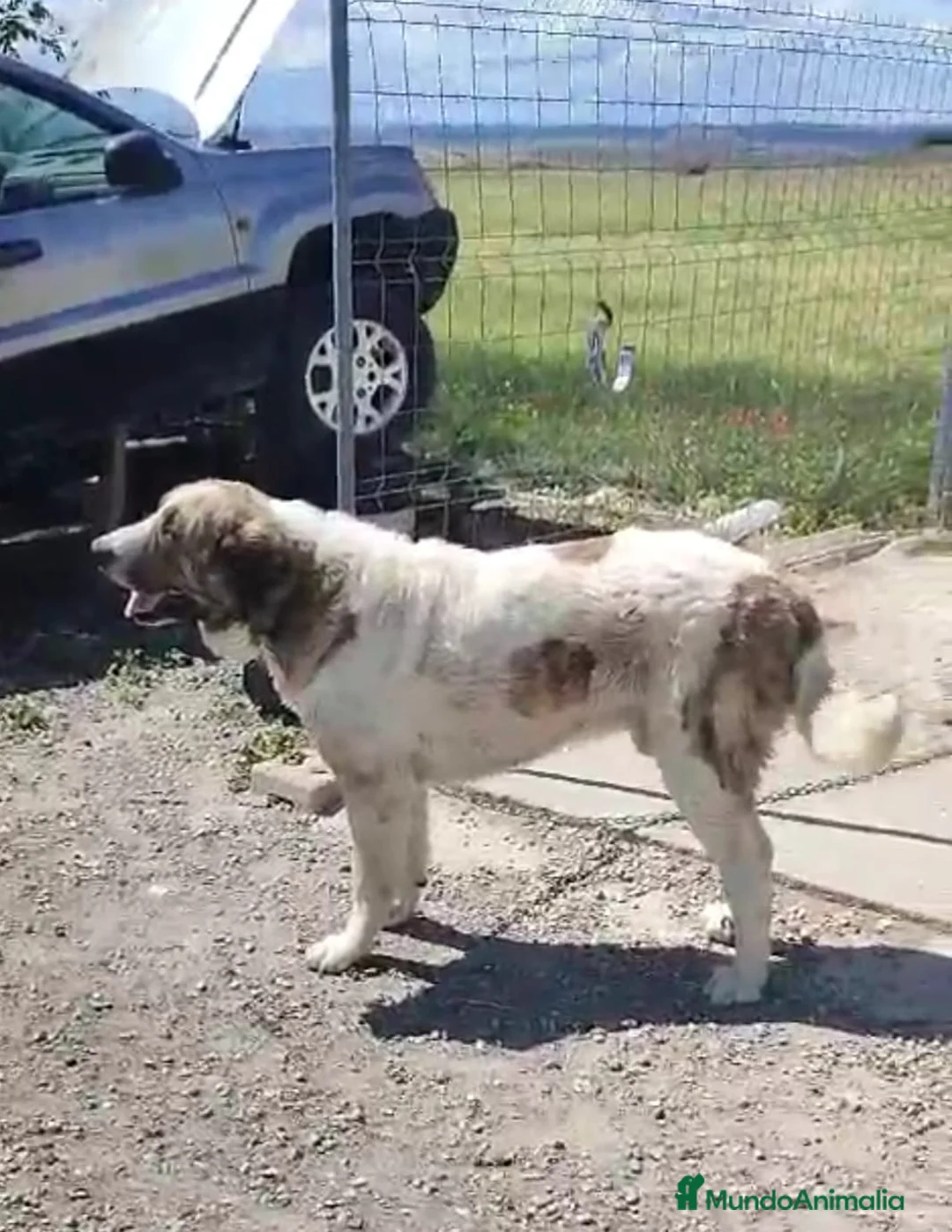 Mastín Español perros en venta: Camada de mastín español🐶🐾 en Madrid - Anuncio 4