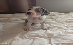 Dogo Alemán perros en venta: Dogo Alemán (Gran Danés)  - Imagen 2