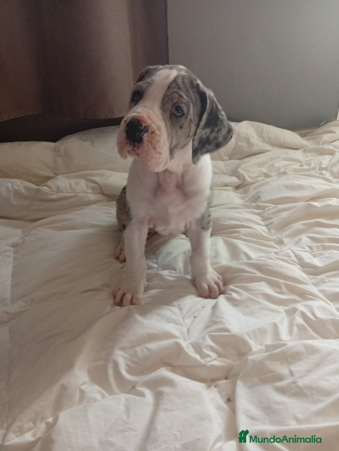 Dogo Alemán perros en venta: Dogo Alemán (Gran Danés)  - Imagen 2