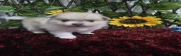 Pomerania perros en venta: Pomerania - Anuncio 4