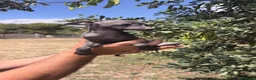 Pequeño Lebrel Italiano perros en venta: Pequeño Lebrel Italiano Galgo Italiano Piccolo  - Anuncio 6