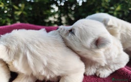 West Highland White Terrier perros en venta: West highlights White Terrier  - Imagen 3