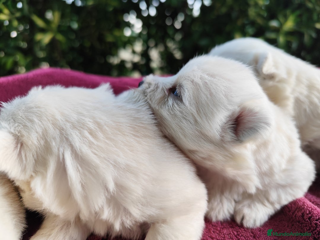 West Highland White Terrier perros en venta: West highlights White Terrier  - Imagen 3