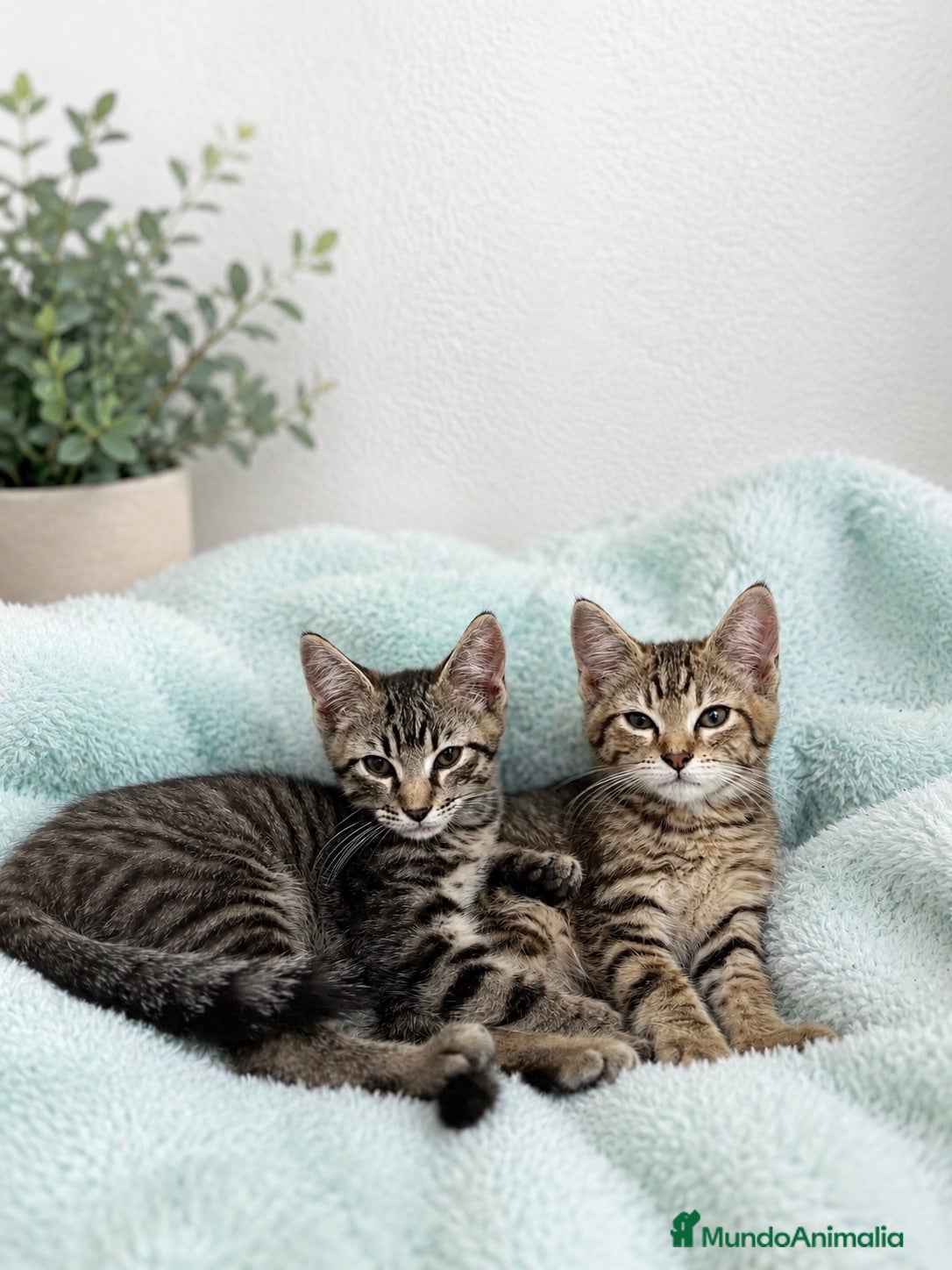 Raza Mixta gatos 🐱 GATITOS CON DESCENDENCIA MAINE COON EN ADOPCIÓN - Anuncio 1