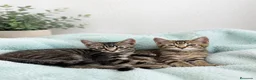 Raza Mixta gatos en venta: 🐱 GATITOS CON DESCENDENCIA MAINE COON EN ADOPCIÓN - Anuncio 1