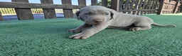 Weimaraner perros en venta: Braco de weimar  - Anuncio 1