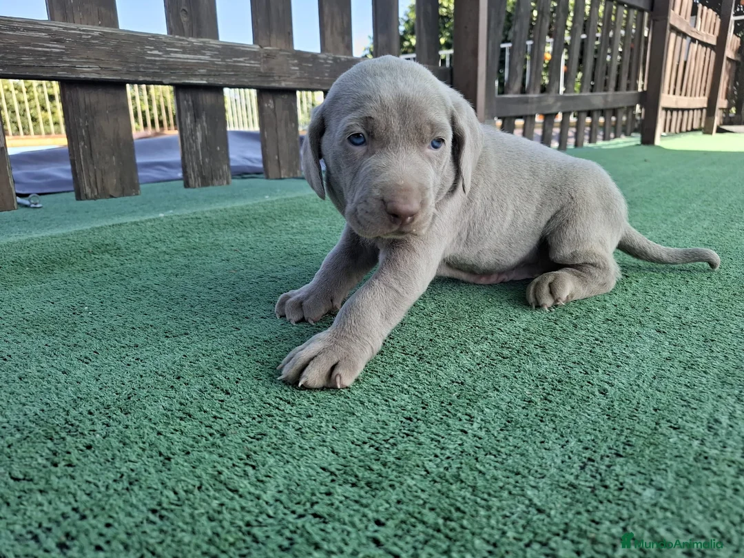 Weimaraner perros en venta: Braco de weimar  - Anuncio 1