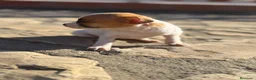 Chihuahua perros en venta: Chihuahuas Toy de calidad  - Anuncio 13