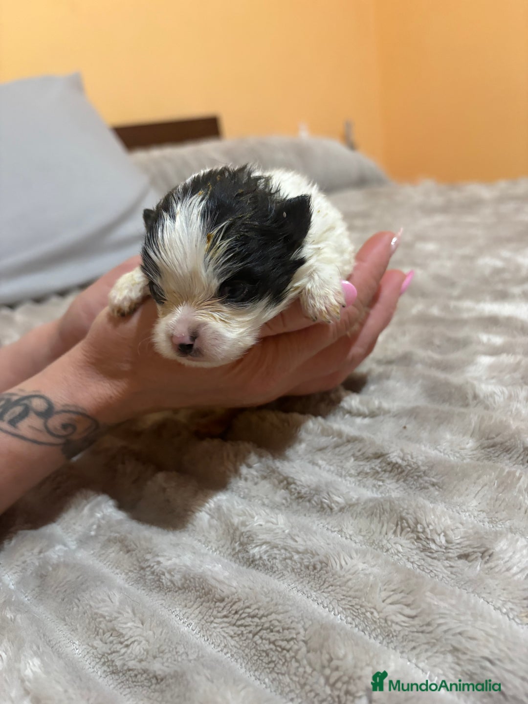 Pomerania perros en venta: Lulu Pomerania macho party  - Anuncio 8