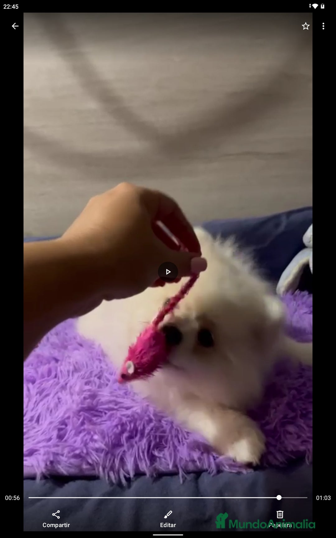 Pomerania perros en venta: Macho pomerania crema  - Imagen 3