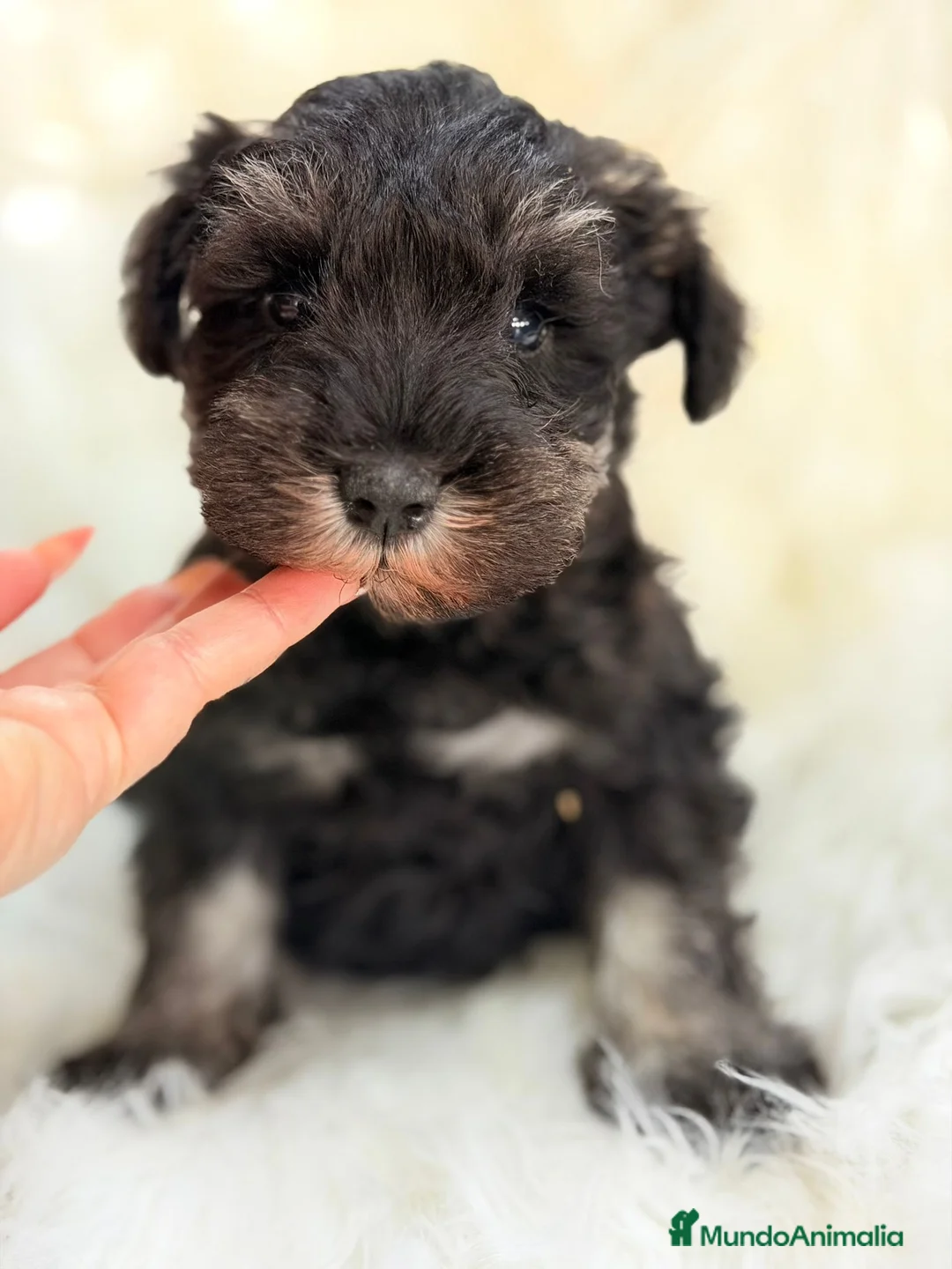 Schnauzer Miniatura perros en venta: SCHNAUZER MINI NEGRO PLATA MACHO - Anuncio 4