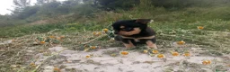 Chihuahua perros en venta: CHIHUAHUAS CABEZA DE MANZANA  - Anuncio 8