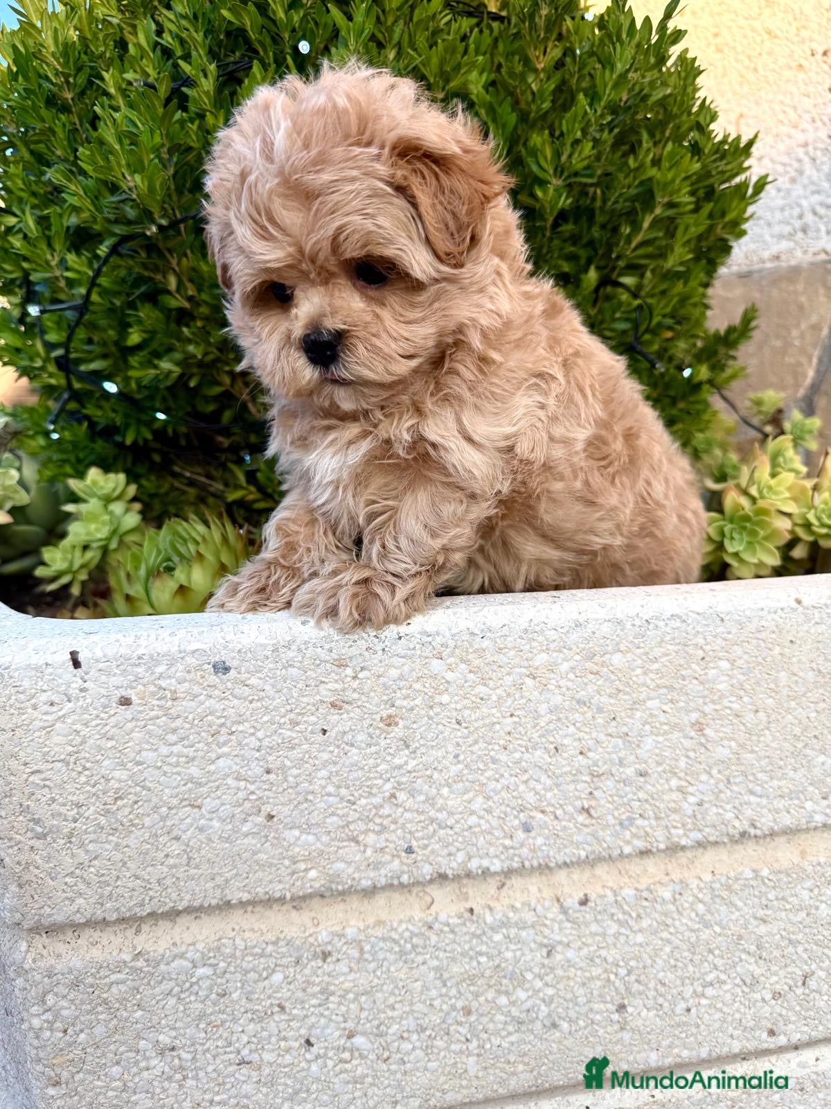Maltipoo perros Maltipoo líneas coreanas muy chatos !!! - Anuncio 1