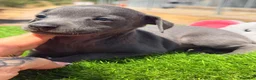 Pequeño Lebrel Italiano perros en venta: Piccolo italiano  - Anuncio 3
