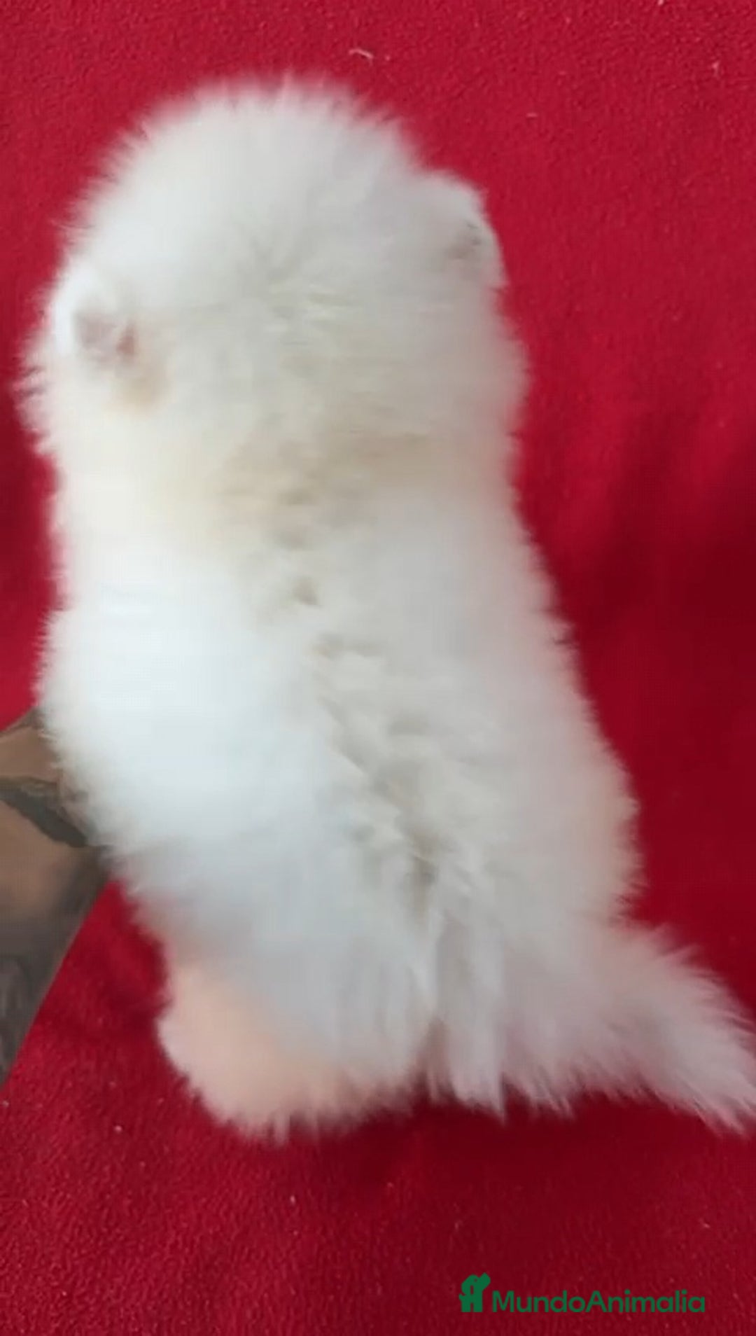 Pomerania perros en venta: Pomerania Lulu  - Imagen 2