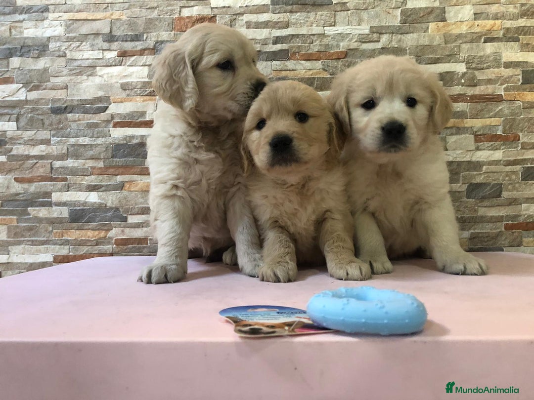 Golden Retriever perros en venta: Golden retriever  - Anuncio 1