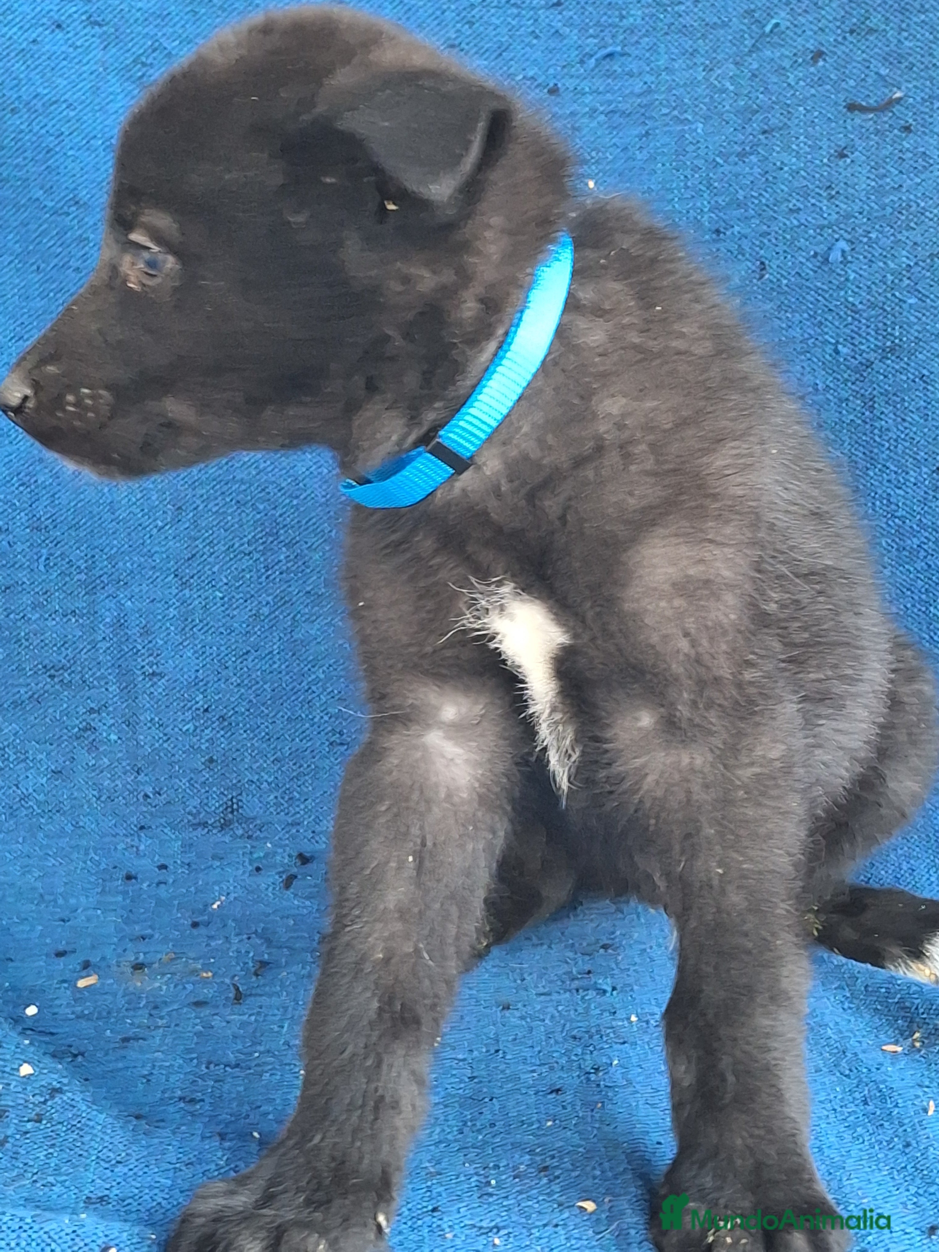 Otras razas perros PERRO LOBO AMERICANO  - Anuncio 1