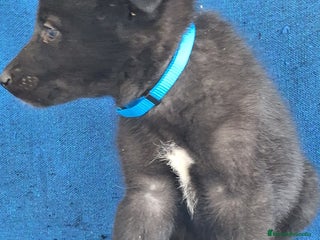 Otras razas perros PERRO LOBO AMERICANO - Anuncio 1