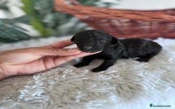 Caniche Toy perros en venta: CANICHE TOY HEMBRA - Imagen 10