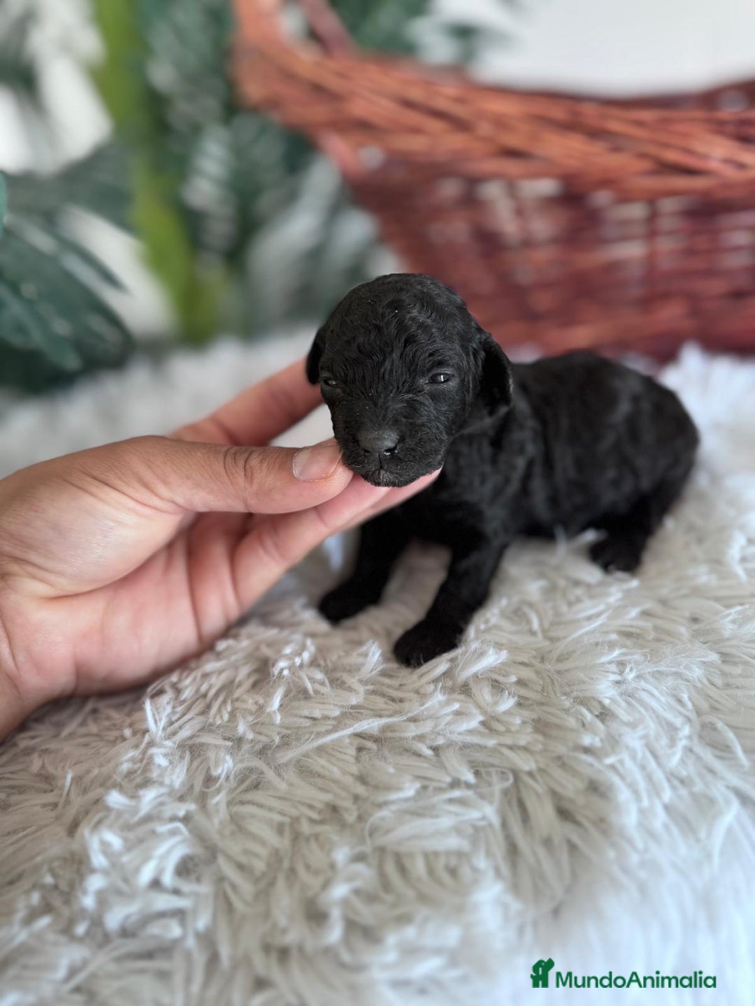 Caniche Toy perros en venta: CANICHE TOY HEMBRA - Imagen 10