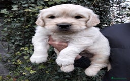 Golden Retriever perros en venta: cachorros de Golden Retriever machos y hembras  - Anuncio 9